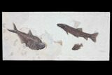 Wide Green River Fossil Fish Mural - Ready to Hang #104583-1